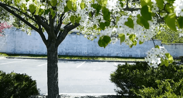 봄이 오면 볼 수 있는 모습 | 인스티즈