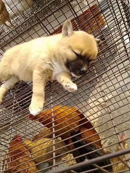 동물판매로 유명한 모란시장 | 인스티즈