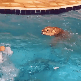 냥이 수영 교육.gif | 인스티즈