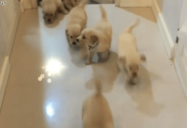 리트리버는 사랑입니다 | 인스티즈