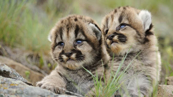야생동물의 새끼들 | 인스티즈
