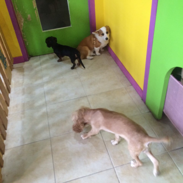 [데이터주의] 우리집 코시엘니 | 인스티즈