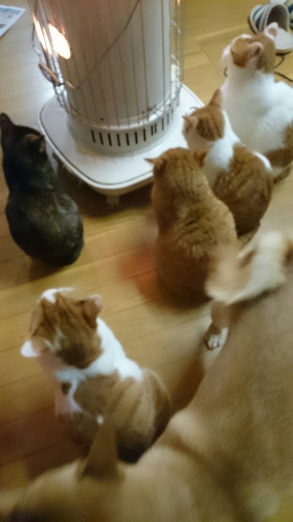 고양이와 개의 차이 | 인스티즈