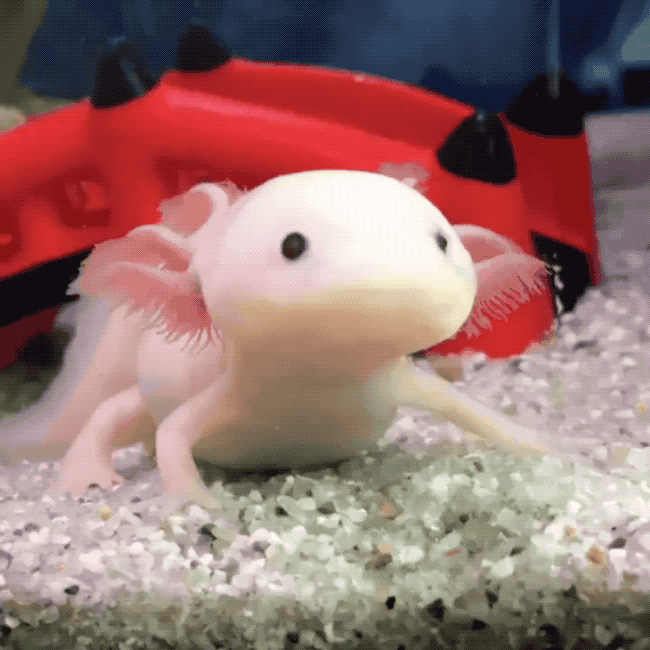 귀여운 생명체 | 인스티즈