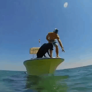 강아지의 사냥 | 인스티즈