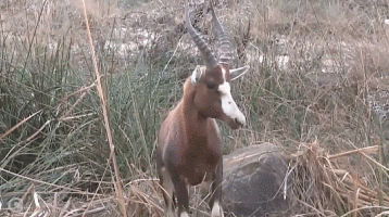 호랑이를 처음 본 영양의 최후.gif | 인스티즈