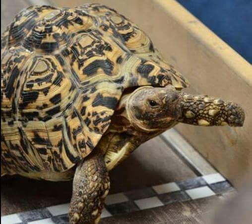 주인닮은 거북이.jpg | 인스티즈