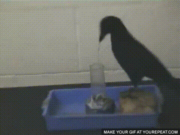 까마귀 지능 수준 | 인스티즈