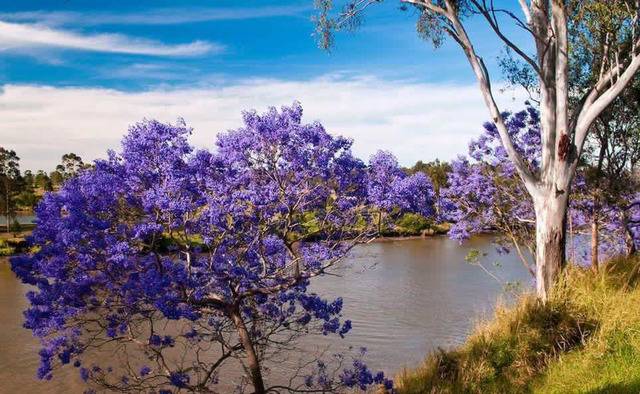 호주에 핀다는 보라색 벚꽃 | 인스티즈