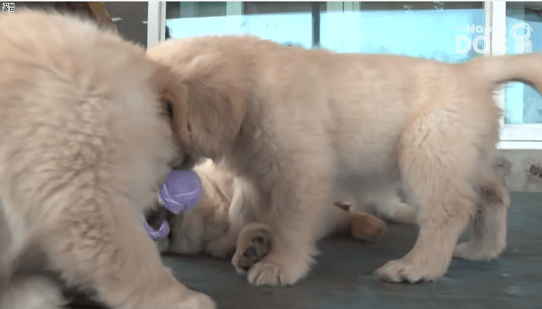 리트리버는 사랑입니다 | 인스티즈