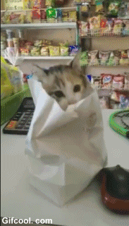 꺼내주라옹.gif | 인스티즈