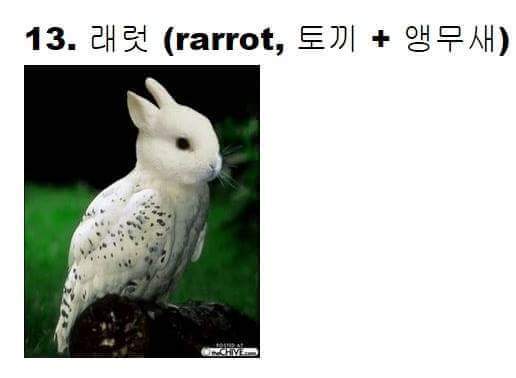 교배성공한 희귀동물들 | 인스티즈