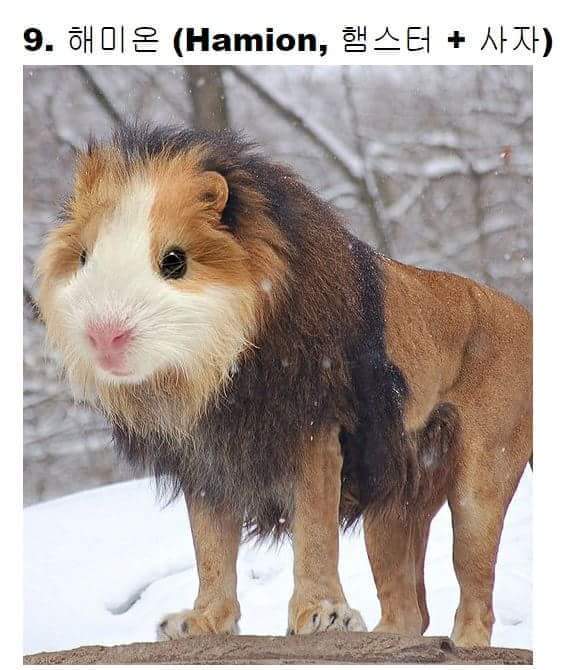 교배성공한 희귀동물들 | 인스티즈