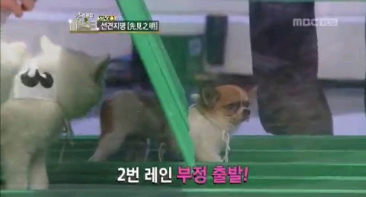 말도 안되는 최현우 강아지 육상경기 결과예언 | 인스티즈