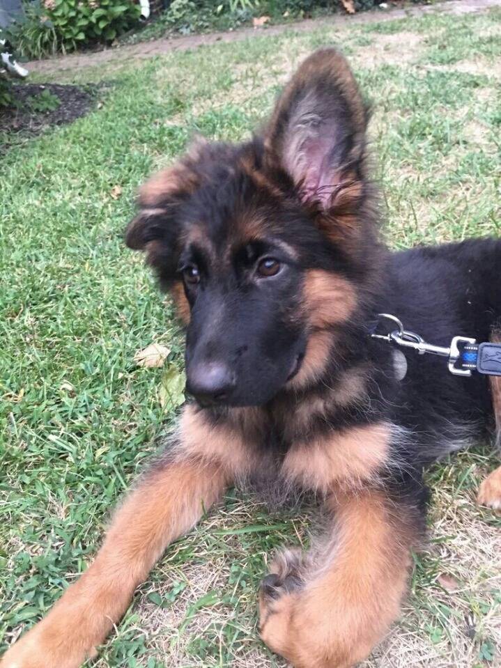 4개월된 아가 셰퍼트.jpg | 인스티즈