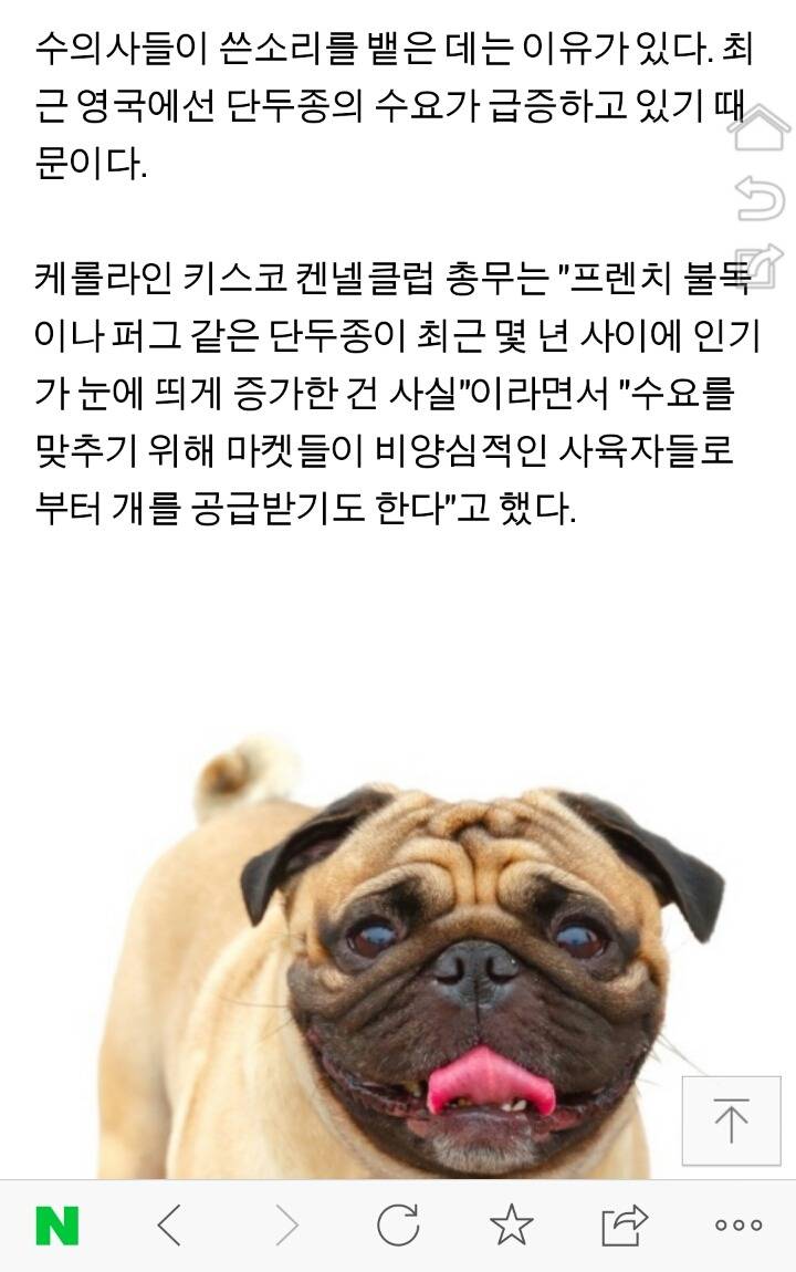 영국 수의사들 "코 눌린 개 키우지 마라" | 인스티즈