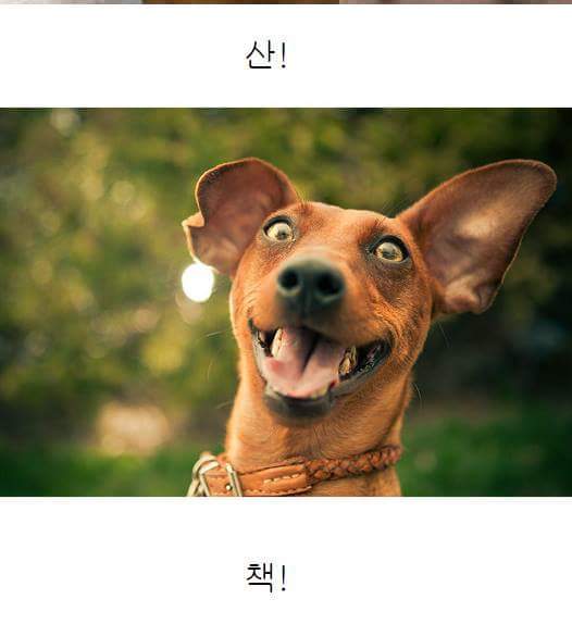 강아지한테 장난으로 해서는 안 되는 말 | 인스티즈