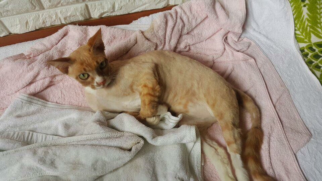 36마리의 유기견엄마 박옥래할머니 도와줘 여시들 | 인스티즈