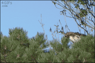 비상 탈출하는 조종사 | 인스티즈