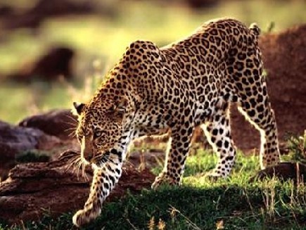 한때 맹수카페 최고의 떡밥이었던 글 | 인스티즈