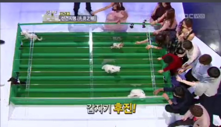 말도 안되는 최현우 강아지 육상경기 결과예언 | 인스티즈