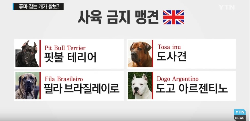 퓨마도 잡는다는 개가 거리 활보?...법 개정 필요 | 인스티즈