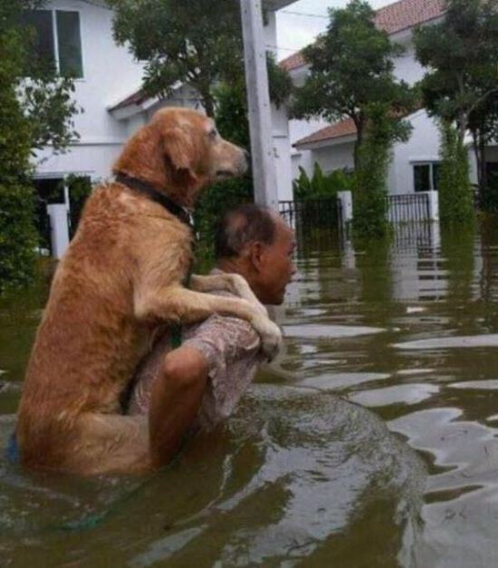 홍수가 나자 강아지를 업고 피난가는 남자 | 인스티즈