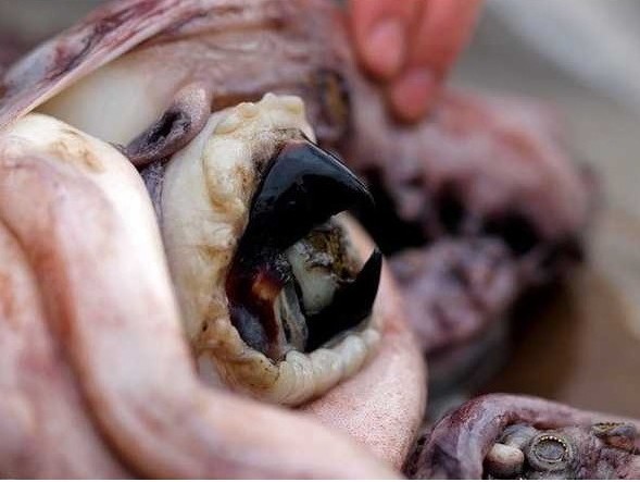 많은 사람들이 오징어 문어에대해서 모르는 사실 | 인스티즈