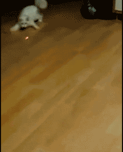 참으로 알수없는 생명체 | 인스티즈