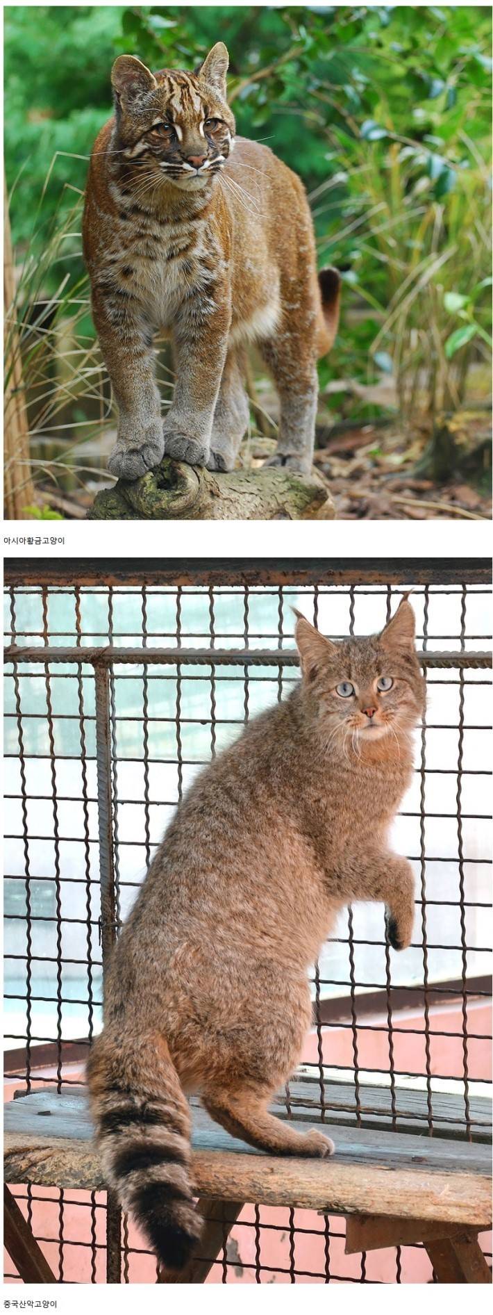 희귀 고양이의 종류 | 인스티즈