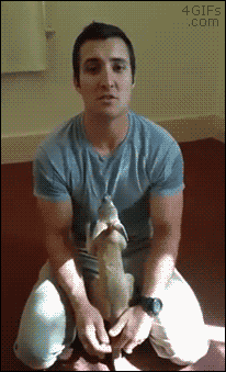 새끼 캥거루의 본능.gif | 인스티즈