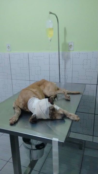 머리를 다쳐 버려진 유기견을 치료한 남자 | 인스티즈