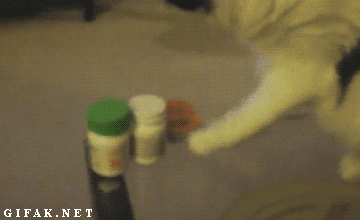 [데이터주의] 야옹이 | 인스티즈