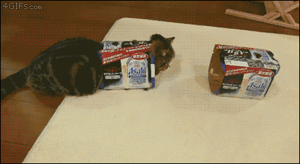 고양이 취향저격 .gif | 인스티즈