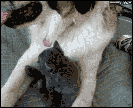 앵기는 냥이 .gif | 인스티즈