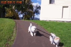 시각장애를 가진 친구를 늘 지켜주던 강아지 근황 . jpg | 인스티즈