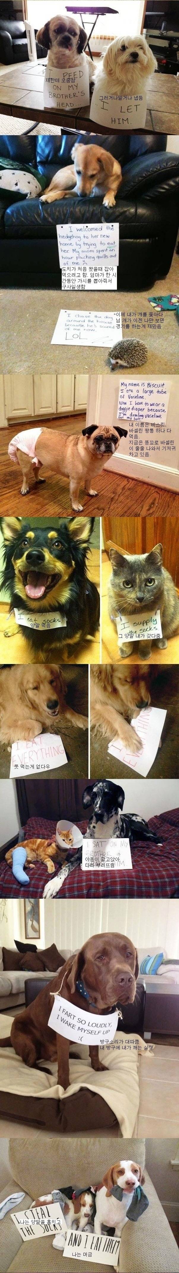 반려동물들이 혼나는 이유 | 인스티즈