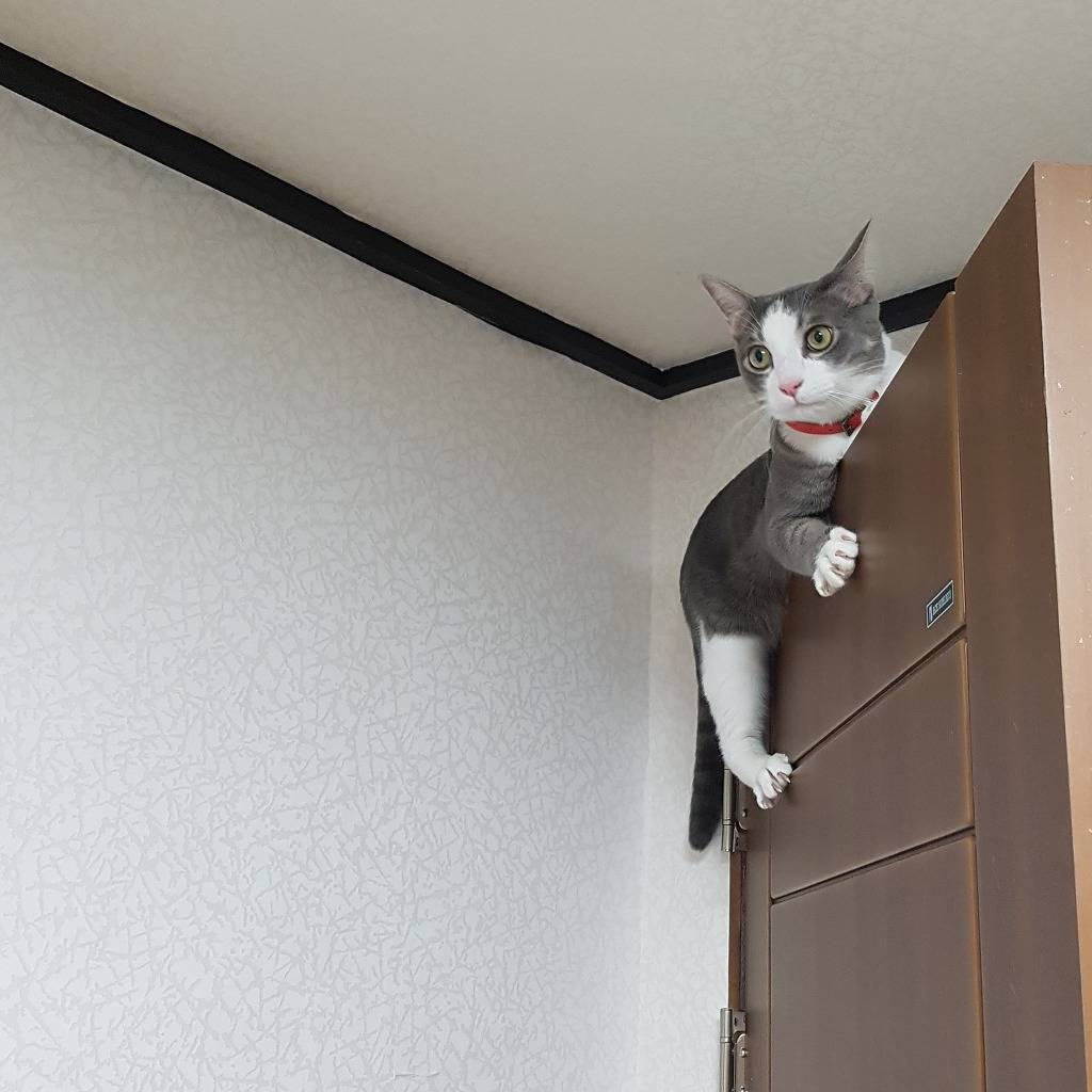 사랑스런 저희집 냥이입니다~ | 인스티즈