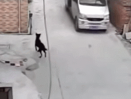 중국에서 잡힌 개도둑 | 인스티즈