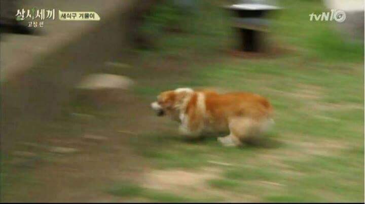 강아지가 안 보일때 꿀팁 | 인스티즈