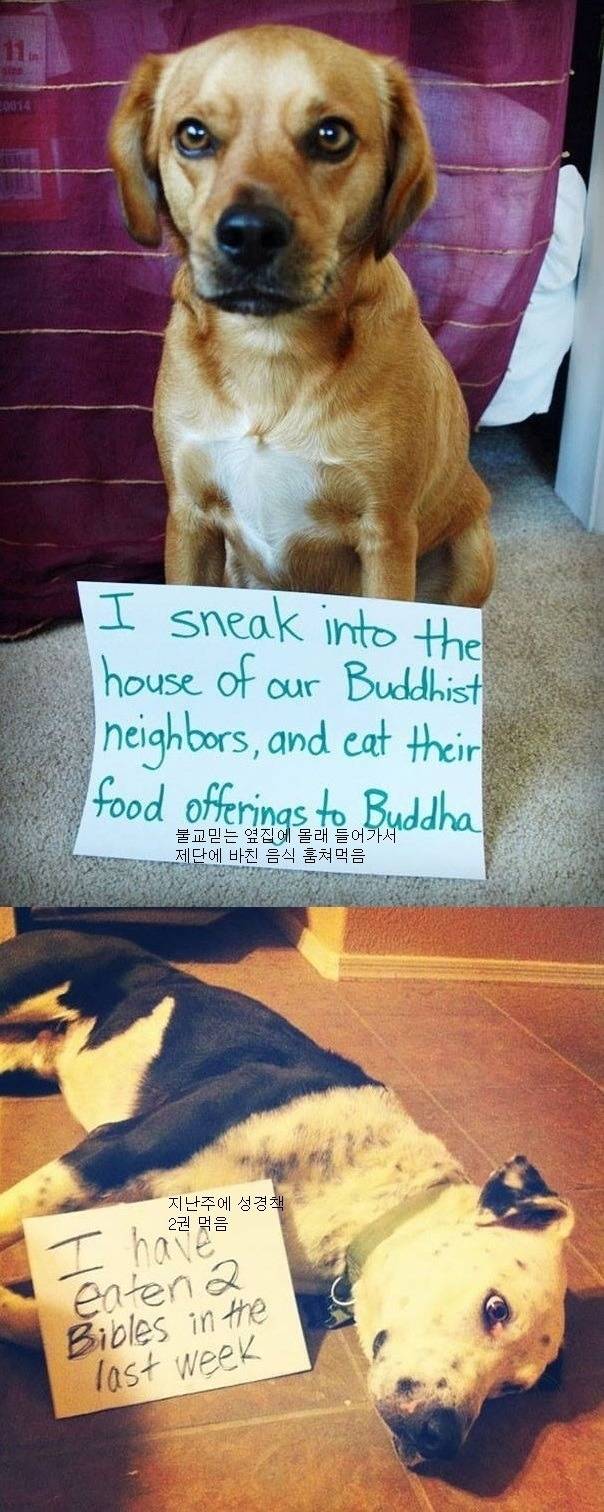 반려동물들이 혼나는 이유 | 인스티즈