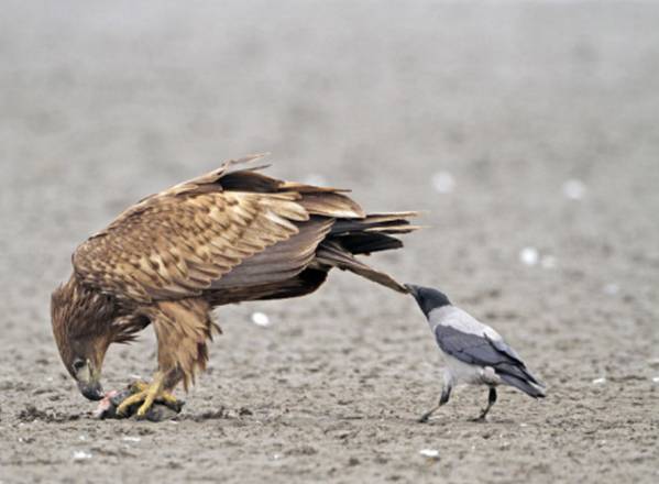 까마귀 지능 수준 | 인스티즈