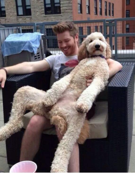 덩치 큰 개들도 자기가 애기인줄 앎.jpg (feat. 대형견의 짱덕포인트) | 인스티즈