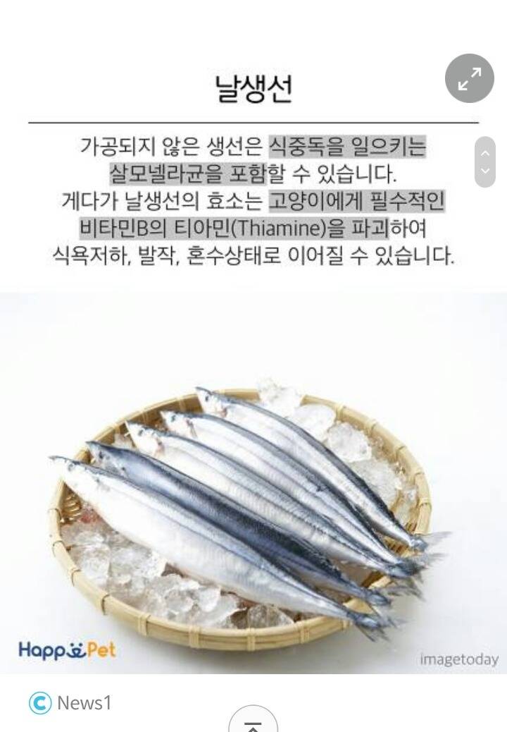 위험해요! 고양이가 먹으면 안 되는 음식들 | 인스티즈