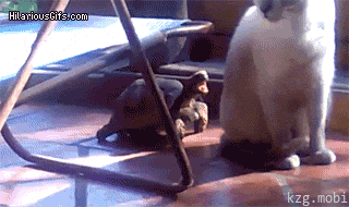 거북이 vs 고양이 | 인스티즈