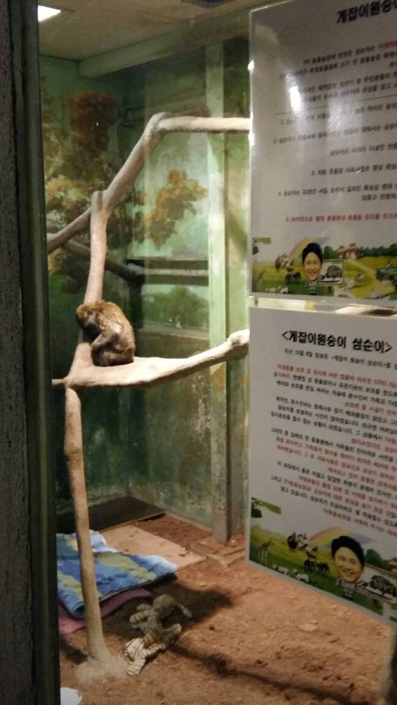 동물농장 삼순이 보고오신분이 제보하신 오늘자 사진.... | 인스티즈