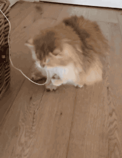 냥부석으로 변하는 과정 | 인스티즈