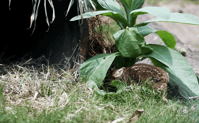 나처럼 귀여운 아기사슴 모습.gif | 인스티즈