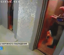 엘리베이터 탈때 강아지 안고 타야하는 이유 | 인스티즈