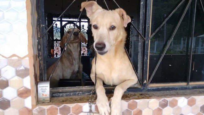 머리를 다쳐 버려진 유기견을 치료한 남자 | 인스티즈